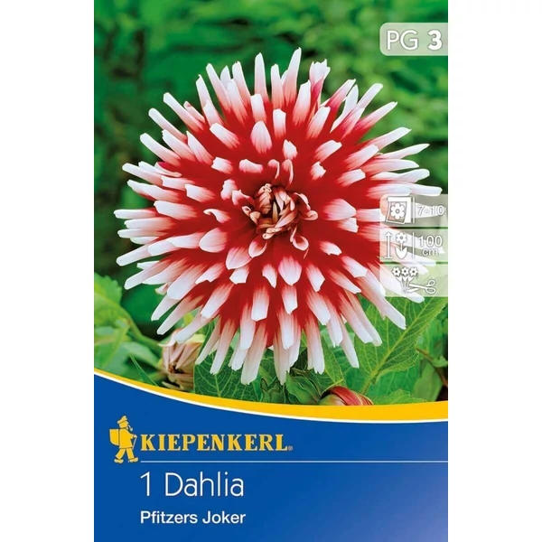 kiepenkerl joker kaktuszdália