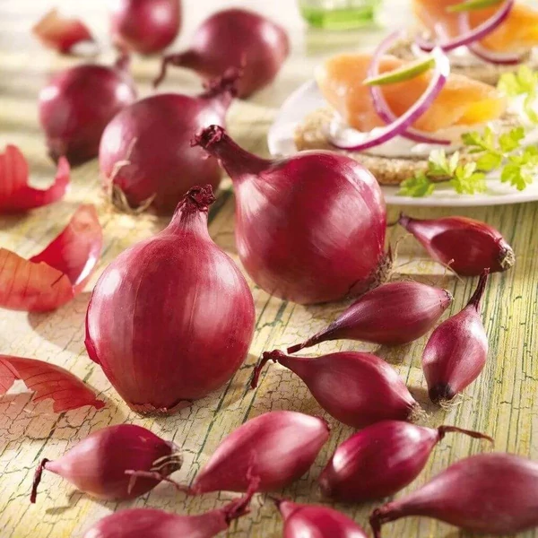 kiepenkerl rote lilahagyma dughagyma