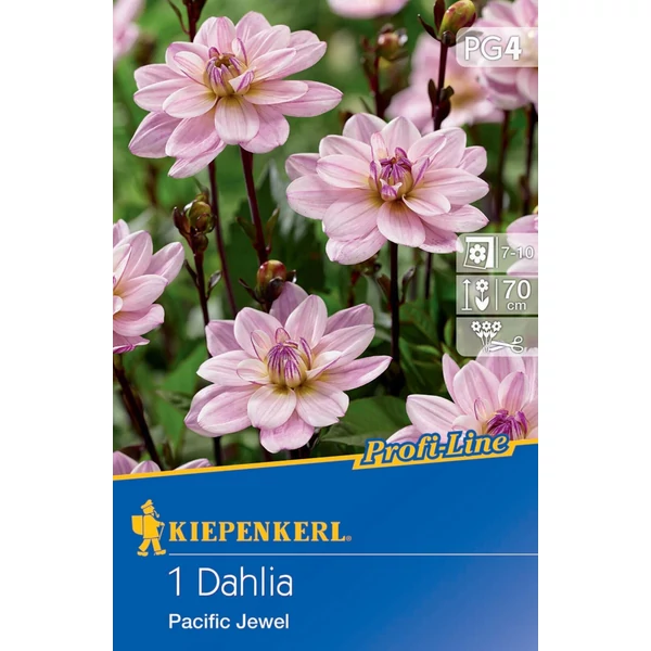 Kiepenkerl Pacific Jewel dália gumó