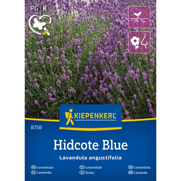 kiepenkerl hidcote blue strain levendula