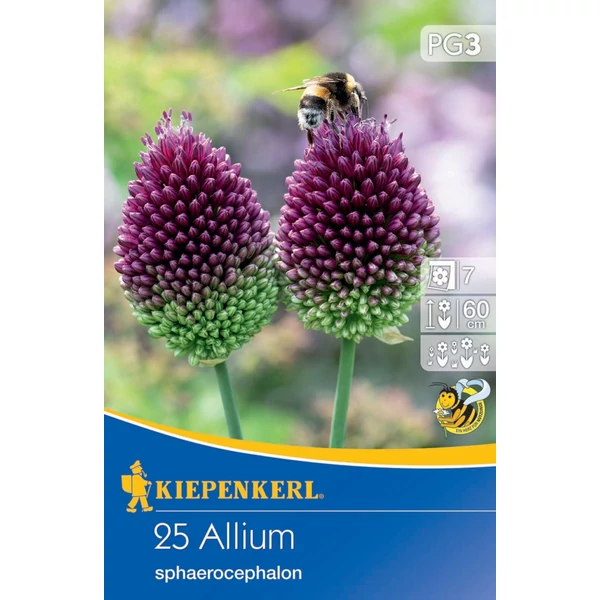 Kiepenkerl Allium sphaerocephalon díszhagyma virághagymák