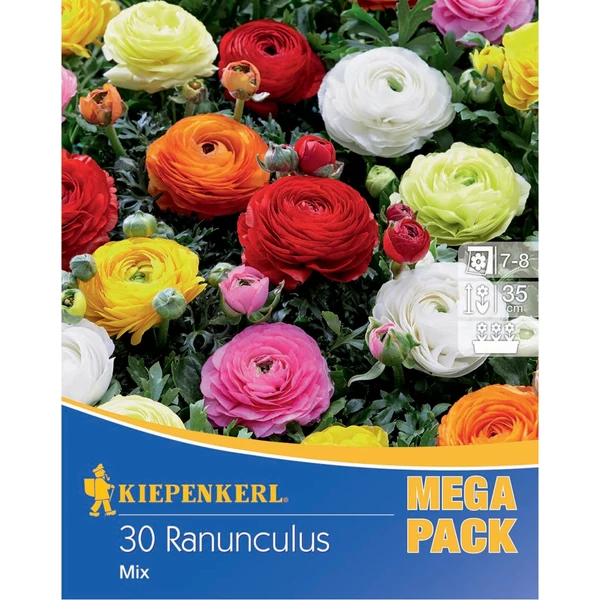 kiepenkerl vegyes ázsiai boglárka virághagyma mega pack