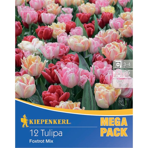 Kiepenkerl Foxtrot korai teltvirágú tulipán viraghagyma
