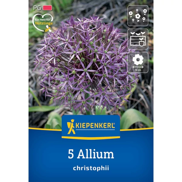 kiepenkerl allium christophii díszhagyma virághagymák 
