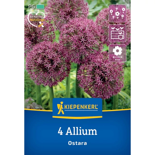 kiepenkerl allium ostara díszhagyma virághagymák