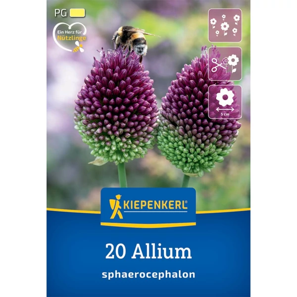 Kiepenkerl Allium sphaerocephalon díszhagyma virághagymák