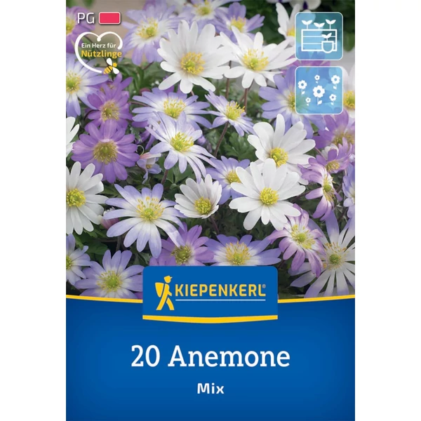 kiepenkerl anemone blanda mix vegyes szellőrózsa virághagymák