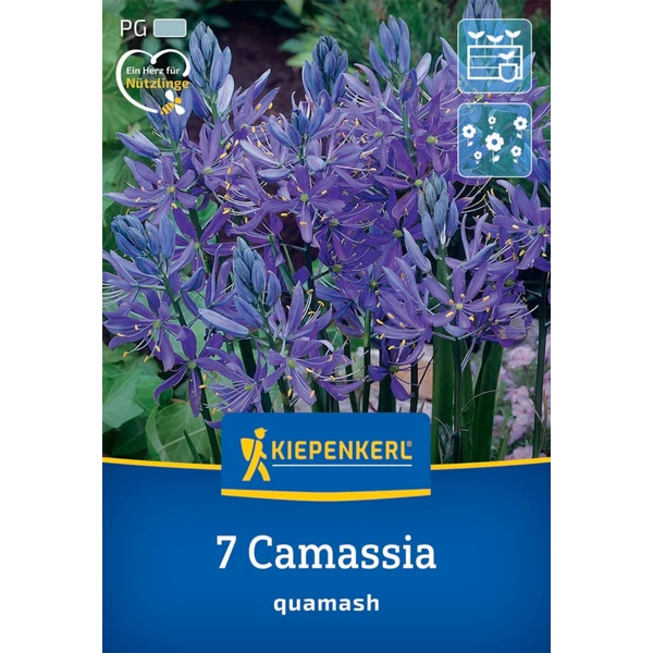 kiepenkerl camassia quamash prérigyertya virághagymák