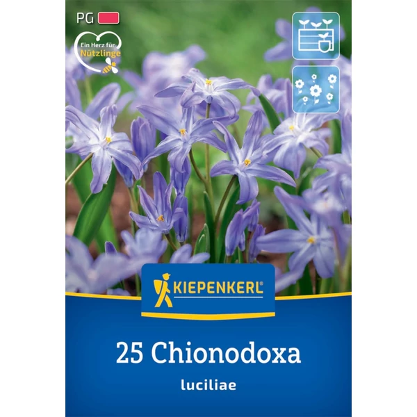 kiepenkerl chionodoxa hófény virághagymák