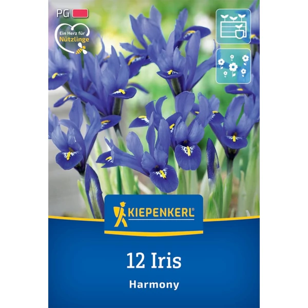  kiepenkerl iris reticulata harmony írisz virághagymák