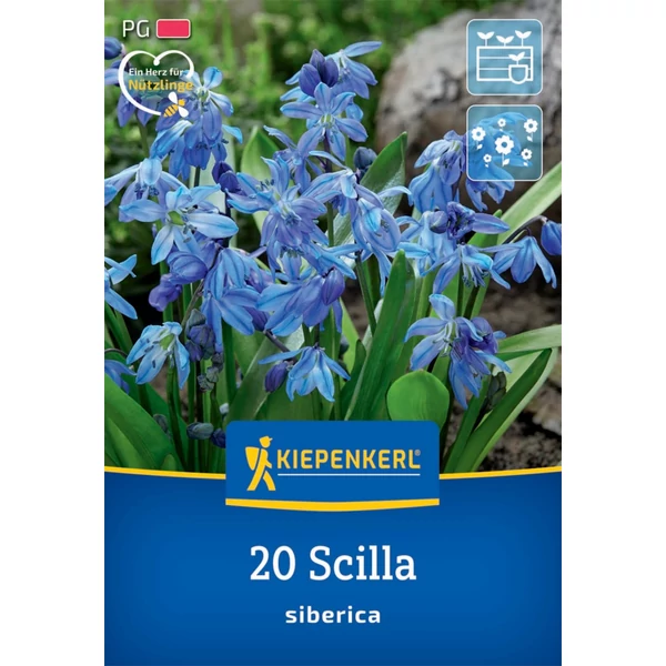 Kiepenkerl Scilla siberica bókoló csillagvirág virághagymák