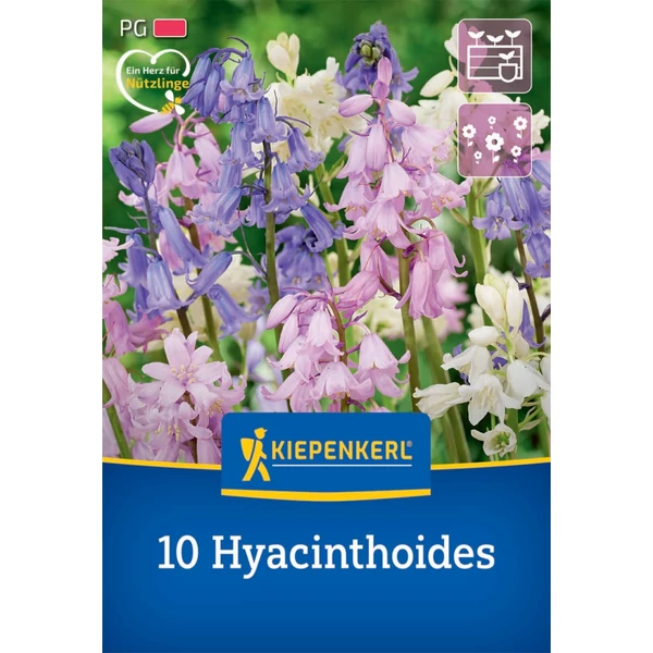 Kiepenkerl Hyacinthoides hispanica (kékcsengő) virághagyma