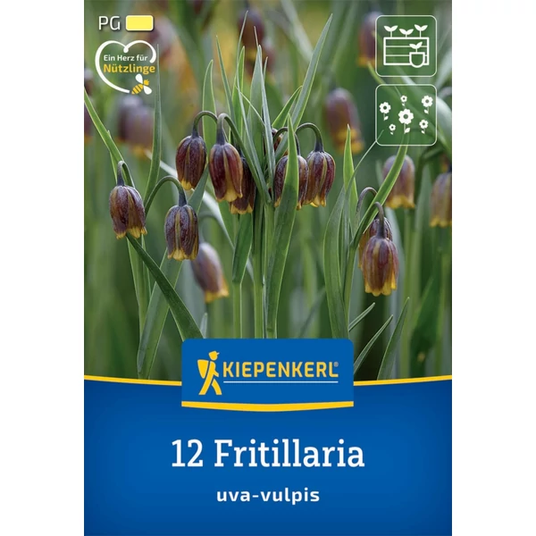 Kiepenkerl Fritillaria uva-vulpis asszír kockásliliom virághagyma