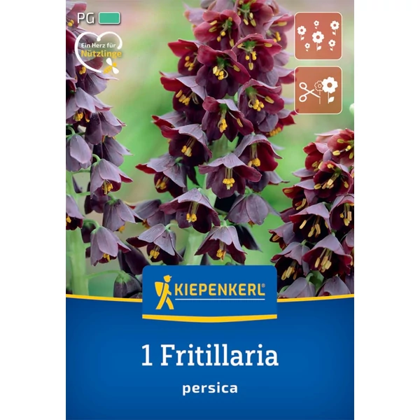 kiepenkerl fritillaria persica császárkorona virághagyma