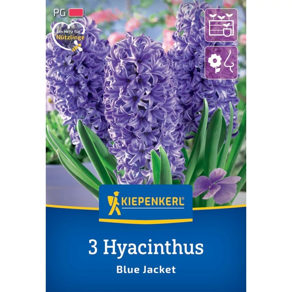 kiepenkerl blue jacket jácint virághagymák