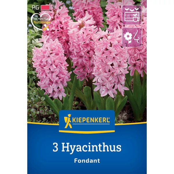 kiepenkerl fondant jácint virághagymák