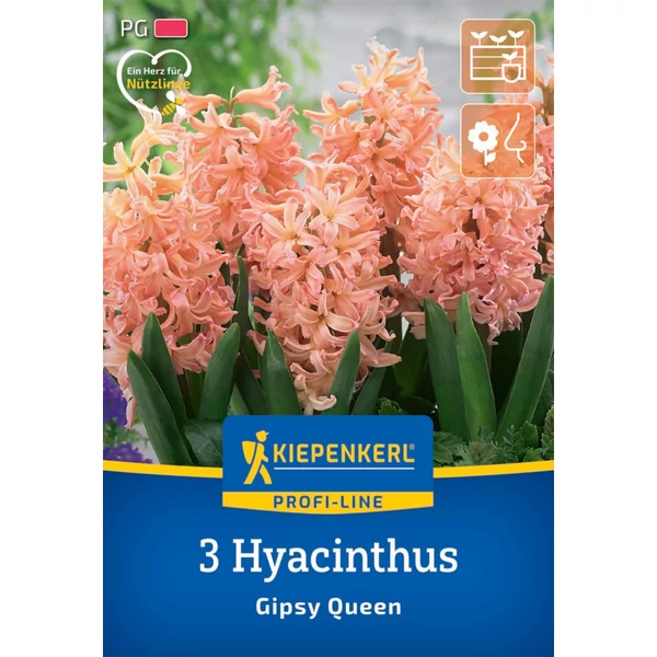 Kiepenkerl Gipsy Queen jácint virághagymák