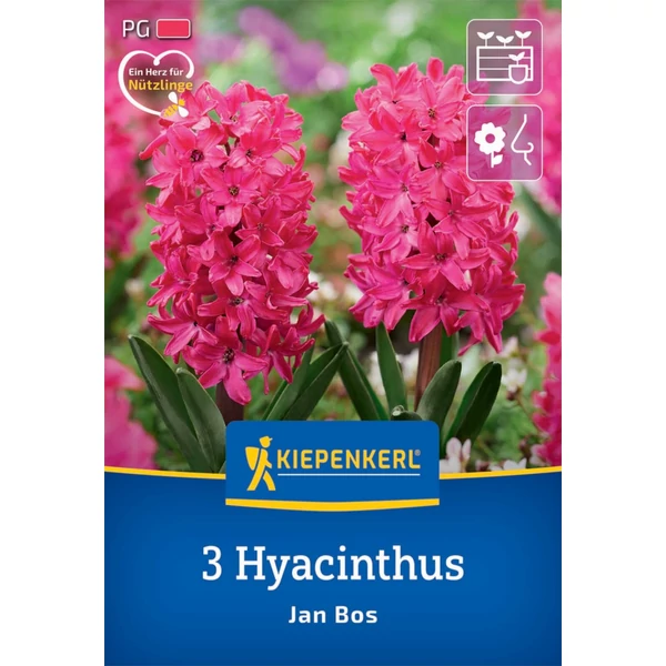 kiepenkerl jan bos jácint virághagymák