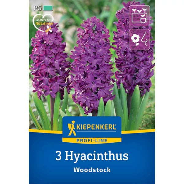 Kiepenkerl Woodstock jácint virághagymák