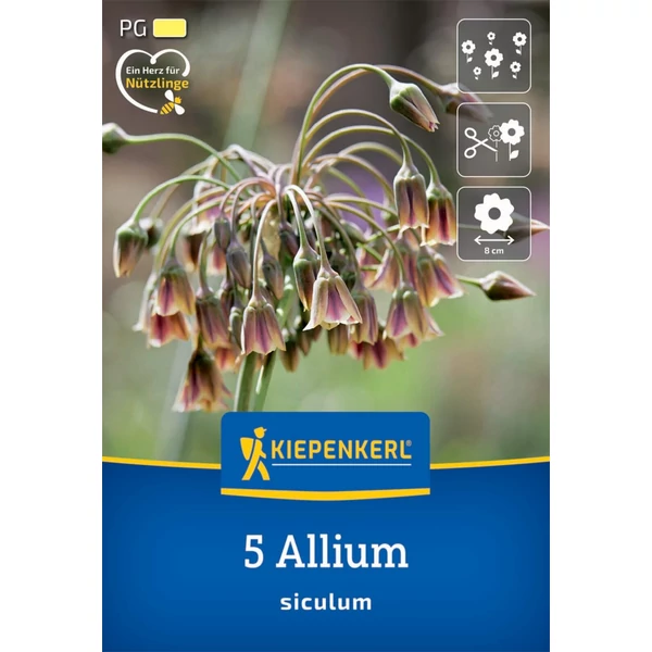 kiepenkerl allium siculum díszhagyma virághagymák