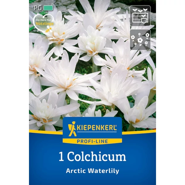 kiepenkerl arctic waterlilie kikerics