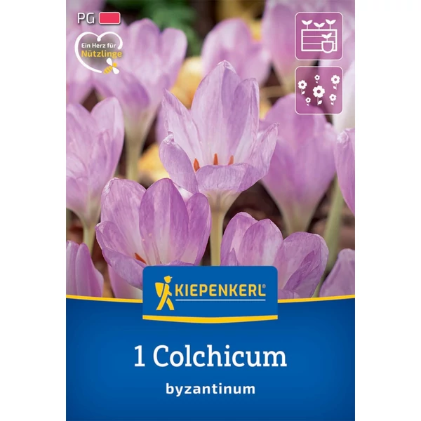 kiepenkerl colchicum byzanthinum kikerics virághagyma