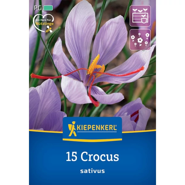 Crocus sativus (sáfrány) őszi krókusz virághagymá