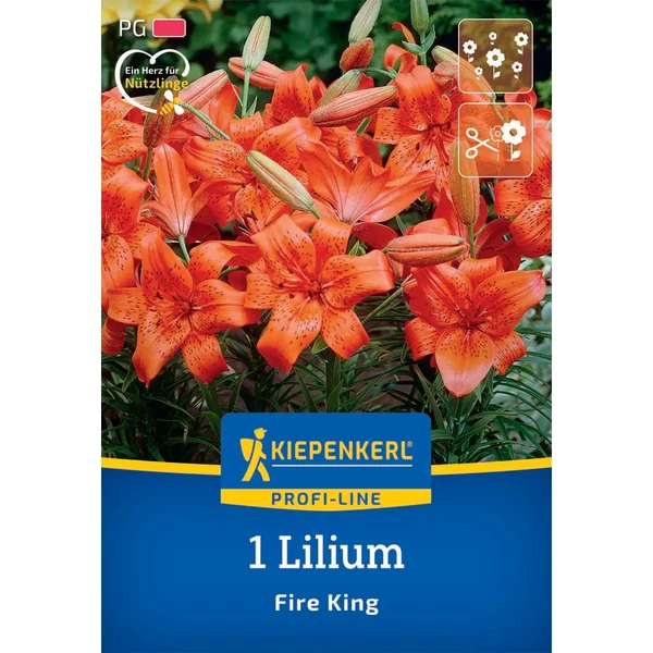 kiepenkerl fire king liliom virághagymák
