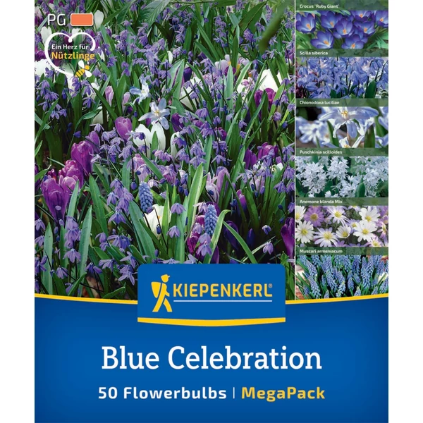 kiepenkerl blue celebration virághagyma összeállítás