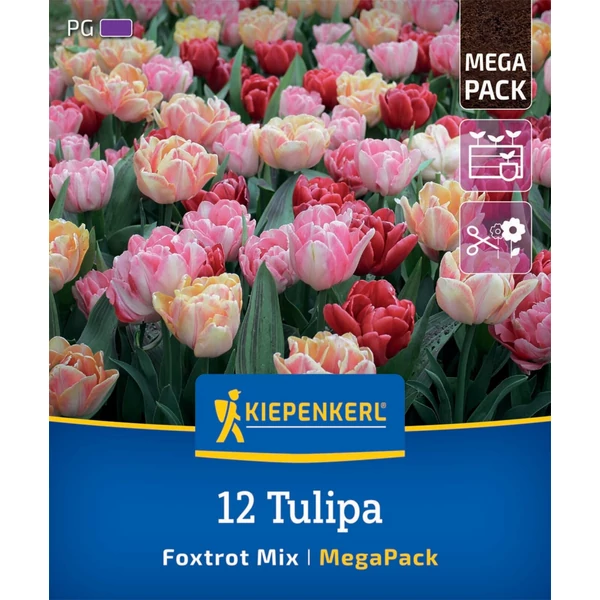  Kiepenkerl Foxtrot korai teltvirágú tulipán viraghagyma