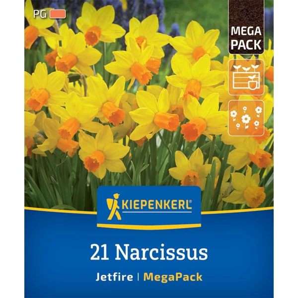kiepenkerl jetfire nárcisz virághagymák mega pack
