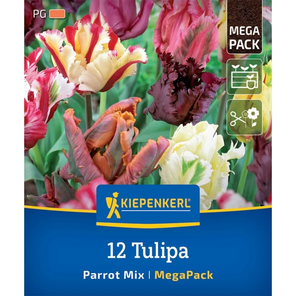 kiepenkerl papagáj tulipán mix mega pack