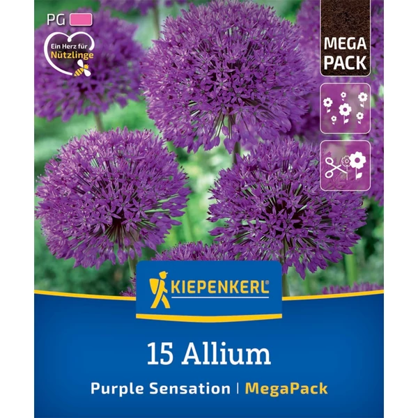 kiepenkerl allium purple sensation díszhagyma virághagymák mega pack