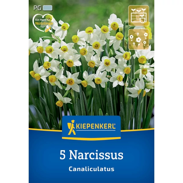 Kiepenkerl Canaliculatus botanikai nárcisz virághagyma