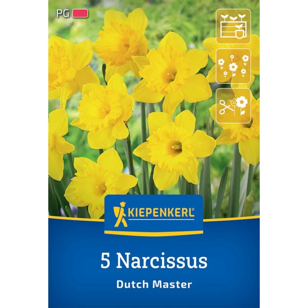  kiepenkerl dutch master trombitavirágú nárcisz virághagymák