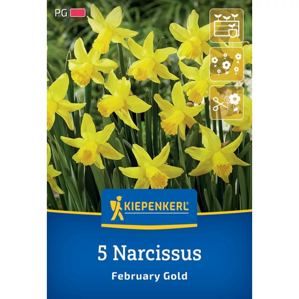 Kiepenkerl February Gold botanikai nárcisz virághagymák