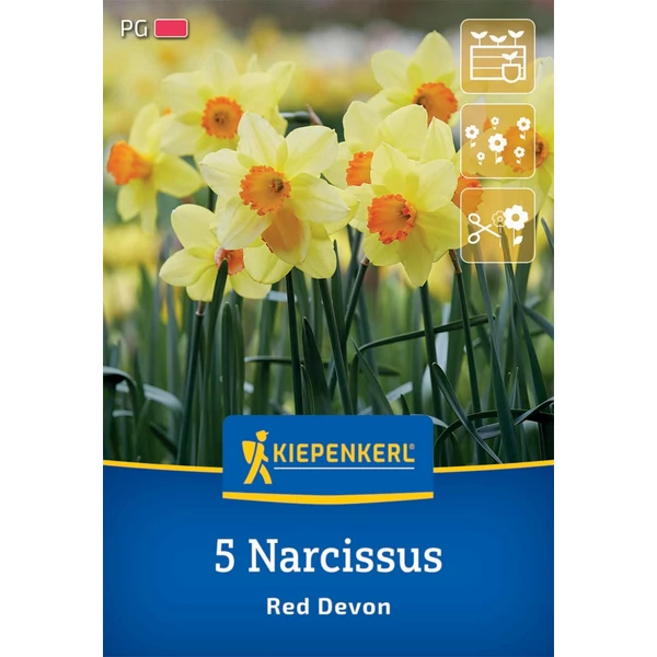 kiepenkerl red devon nagykoronájú nárcisz