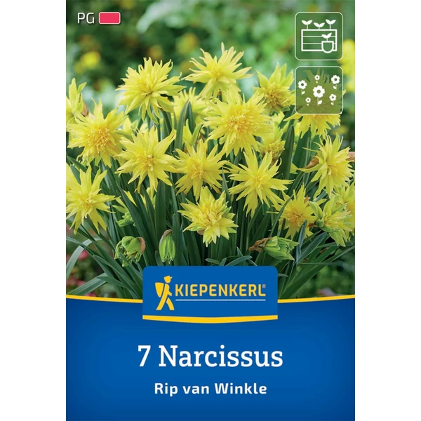 Kiepenkerl Rip van Winkle botanikai nárcisz virághagymák