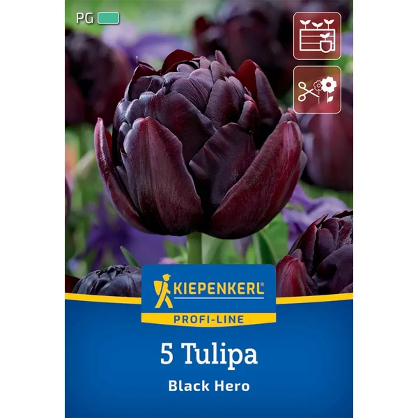 Kiepenkerl Black Hero tulipán virághagymák