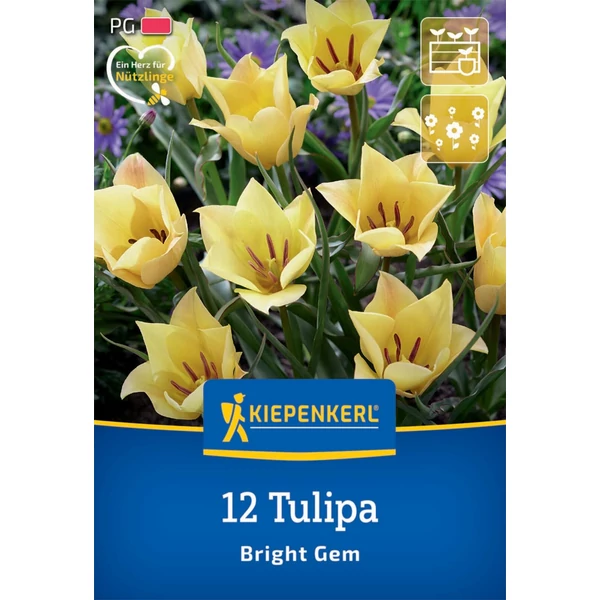 kiepenkerl batalinii bright gem botanikai tulipán virághagymák