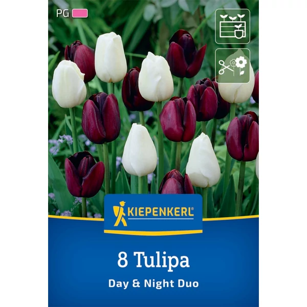 kiepenkerl tulipa night and day tulipán virághagymák