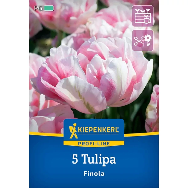 Kiepenkerl Finola kései teltvirágú tulipán virághagymák