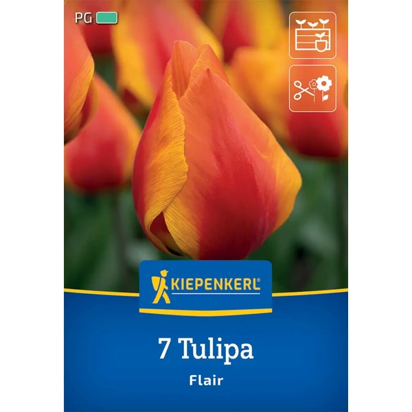 kiepenkerl flair korai tulipán hagymák
