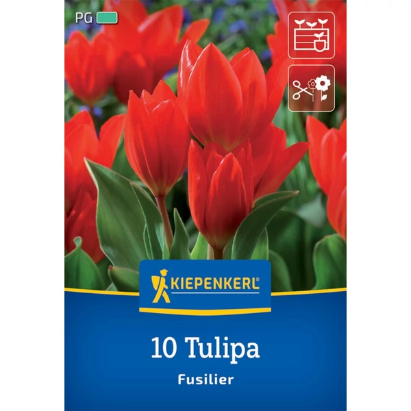 kiepenkerl fusilier botanikai tulipán virághagymák
