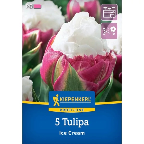 Kiepenkerl Ice Cream tulipán virághagymák