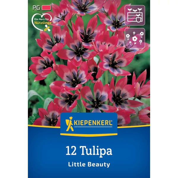 kiepenkerl little beauty botanikai tulipán virághagymák