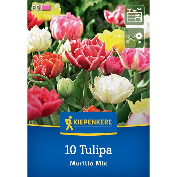 kiepenkerl murillo-mix korai tulipán virághagymák