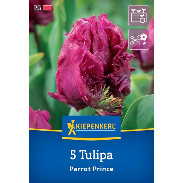 kiepenkerl parrot prince papagáj tulipán virághagymák