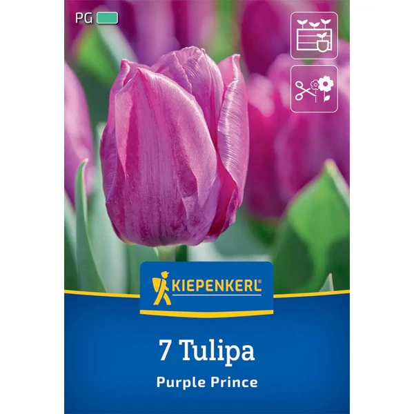 Kiepenkerl purple prince korai tulipán virághagymák
