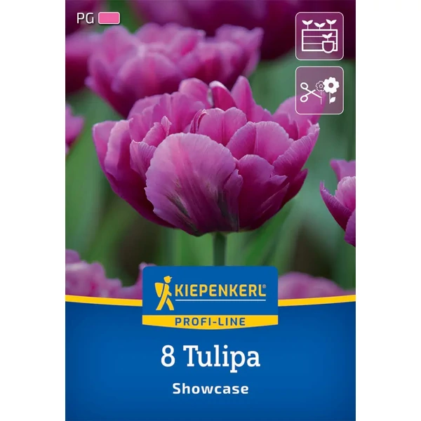kiepenkerl showcase tulipán virághagymák